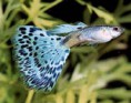 /album/hs-peixes-ornamentais/lebiste-2-jpg/